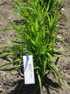 Hemerocallis x cult.jpg