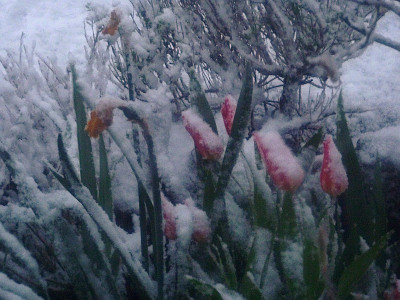 schneetulpen.jpg