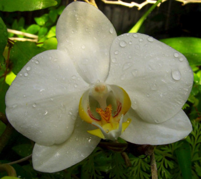 Phalaenopsis_Hybr._weiss.jpg