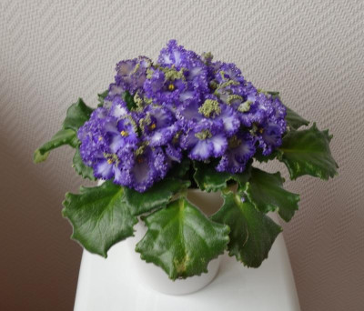 Usambaraveilchen - gekräuselte Blüten4 -27.4.2016.jpg