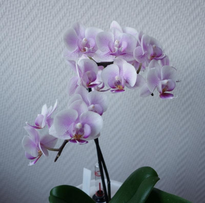 Phalaenopsis2 - 27.4.2014.jpg