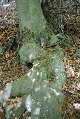 petergstamm 056.jpg