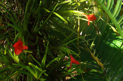 Tillandsia_albertiana_06.jpg