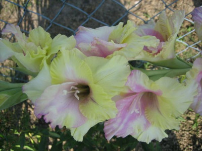 Gladiole_34171.jpg