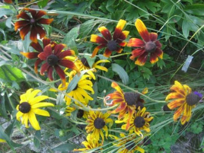 Rudbeckia_34282.jpg
