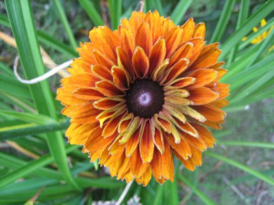 Rudbeckia_34271.jpg
