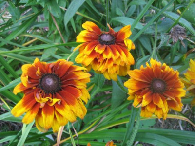 Rudbeckia_34241.jpg