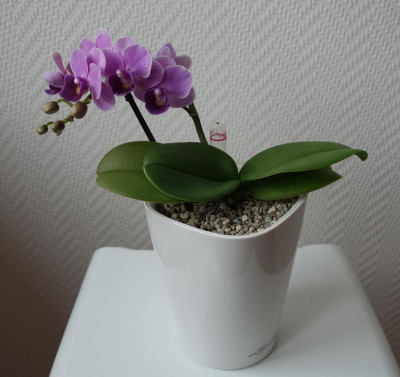 Mini-Phalaenopsis1 - 27.4.2016.jpg
