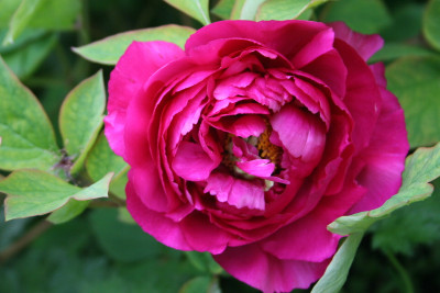 1-IMG_3476.JPG