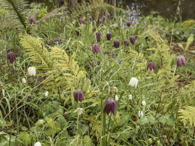 Fritillaria_meleagris2016_01.jpg