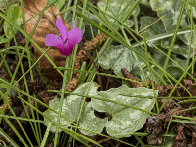 Cyclamen_repandum2016_01.jpg