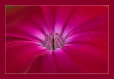 Lychnis_16-09-2006.jpg