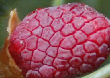 DSC_5021c.jpg