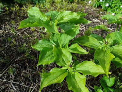 Paris quadrifolia April 2016.JPG