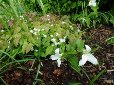 Trillium grandiflorum mit Epimedium.JPG