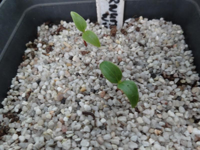 Viburnum hillieri Winton Germination April 2016.JPG