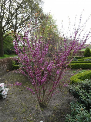 Cercis chinensis Avondale April 2016.JPG