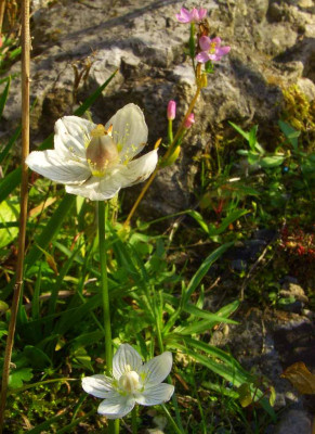 Parnassia_palustris_06.jpg