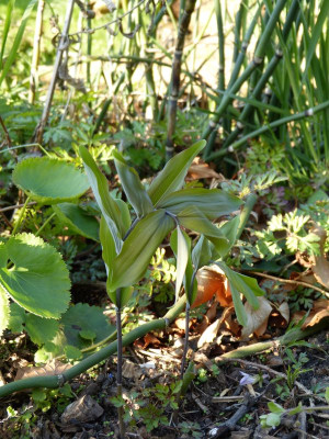 2016-04-21 Polygonatum 'Betberg'.jpg