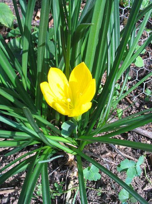 Sternbergia_sicula_fars_2006.jpg