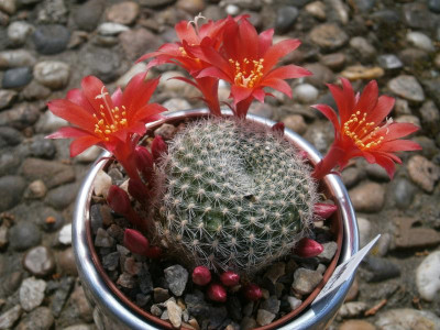 Kaktusblüte 004.JPG
