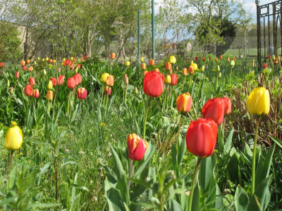 Tulpen 28.4.16 ue.JPG