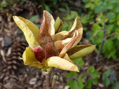 2014-04-22 Magnolia Sunsation1.jpg