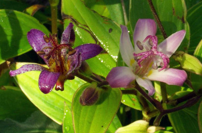 Tricyrtis_Gilt_Edge__Tojen.jpg