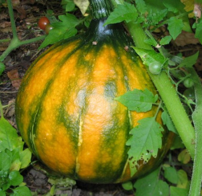 Kurbis_15.09.06_010.jpg