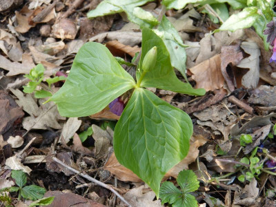 2016-04-28 Trillium.jpg