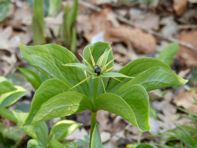 2016-04-28 Paris quadrifolia.jpg
