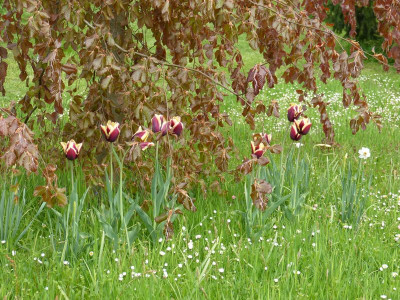 2015-05-09 Tulipa 'Gavota'.jpg