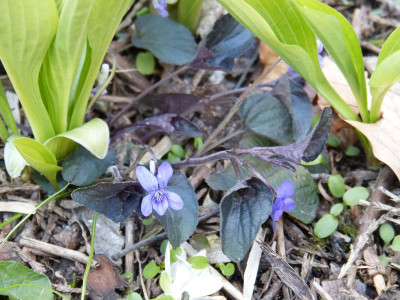 2016-04-28 Viola.jpg