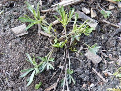 2016-04-28 Viola pedatifida 'Alba'.jpg