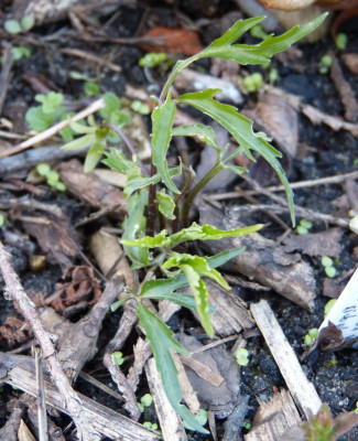 2016-04-28 Viola chaerophylloides var. sieboldiana.jpg