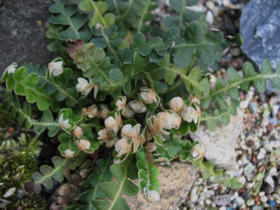 Asplenium ceterach ...  28.4.16 018.jpg