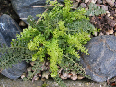 Asplenium fontanum ...  28.4.16 019.jpg