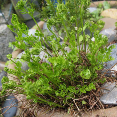 Cryptogramma acrostichoides ...  28.4.16 012.jpg