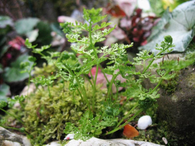 Cryptogramma crispa ... 28.4.16 009.jpg
