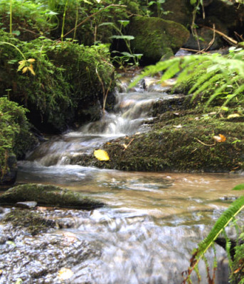 Bachlauf-5.jpg