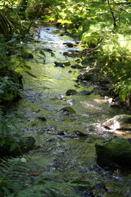 Bachlauf-11.jpg