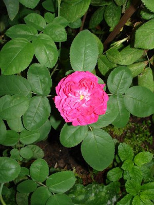 RosedeResht.JPG