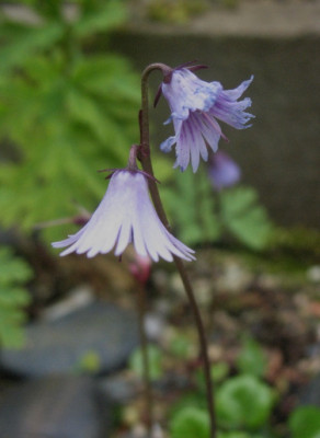 Soldanella carpatica x pusilla ...  29.4.16 036.jpg