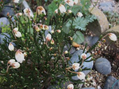 Cassiope selaginoides  IS 13284  ...  29.4.16 005.jpg