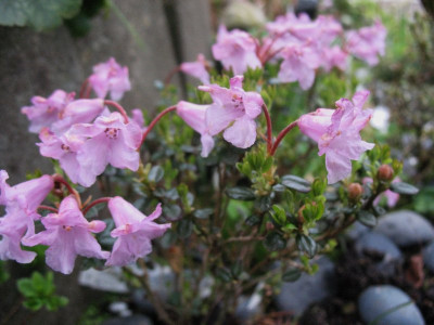 Rhododendron pumilum  ...  29.4.16 013.jpg