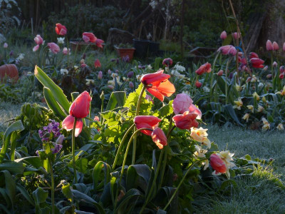 2016-04-29 Gartenimpressionen 1.jpg