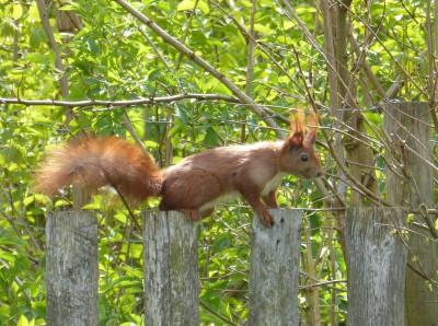 2016-04-29 Eichhörnchen.jpg