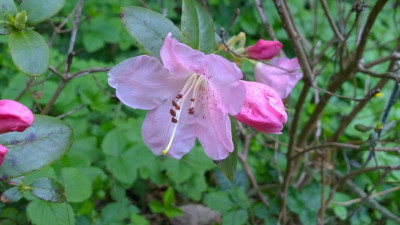 WP_20160428_016 Rhododendron martinianum KW 21557.jpg