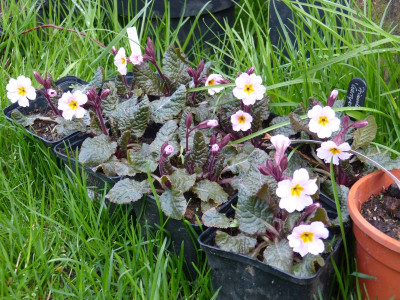 2016-04-26 Primula.jpg