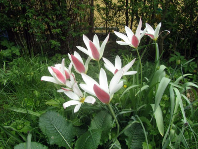 T.clusiana-ax1.jpg